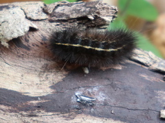 Ardices curvata