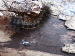 Ardices curvata