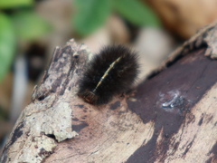 Ardices curvata