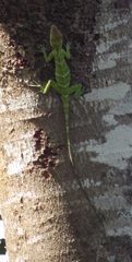 Anolis baleatus