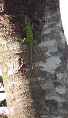 Anolis baleatus