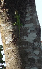Anolis baleatus