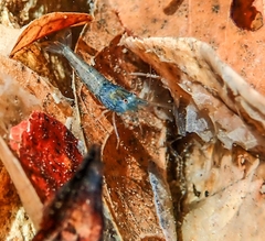Caridina cantonensis