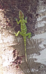 Anolis baleatus