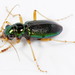 Virginia Metallic Tiger Beetle - Photo (c) Patrick Coin, some rights reserved (CC BY-NC)