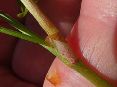 Rumex lativalvis