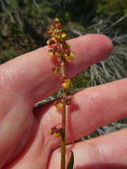 Rumex lativalvis