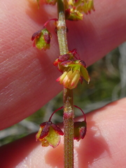 Rumex lativalvis