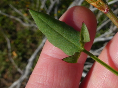 Rumex lativalvis