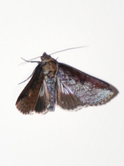 Lophoptera vittigera