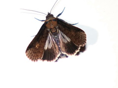 Lophoptera vittigera