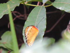 Belenois thysa thysa