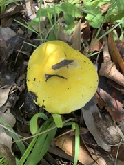 Amanita flavella