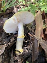 Amanita flavella