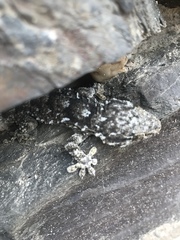 Tarentola mauritanica