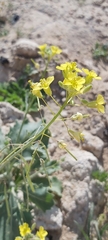 Diplotaxis harra