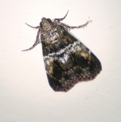 Orthaga thyrisalis