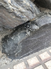 Tarentola mauritanica