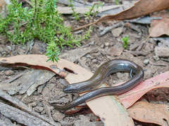 Hemiergis talbingoensis