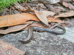 Hemiergis talbingoensis