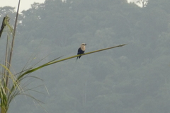 Coracias cyanogaster