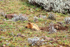 Tachyoryctes macrocephalus