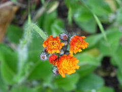 Pilosella aurantiaca