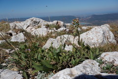Aster amellus bessarabicus