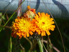 Pilosella aurantiaca