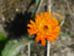 Pilosella aurantiaca