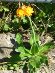 Pilosella aurantiaca