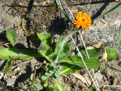 Pilosella aurantiaca