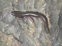 Rhinocricidae