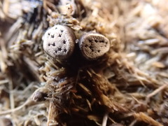 Poronia erici