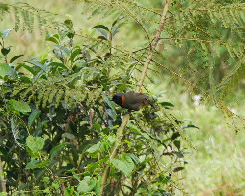 Rufous-necked Laughingthrush (Pterorhinus ruficollis), photo 7