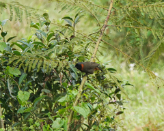 Pterorhinus ruficollis