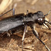 Prairie Long-lipped Tiger Beetle - Photo (c) Ted MacRae, some rights reserved (CC BY-NC-ND)