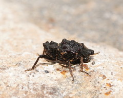 Poropterus conifer