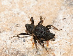 Poropterus conifer