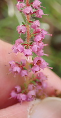 Erica aestiva