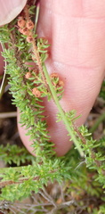 Erica aestiva