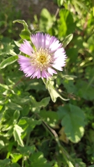 Centaurea pullata