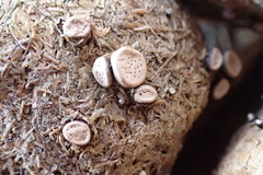 Poronia erici