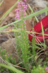 Erica aestiva