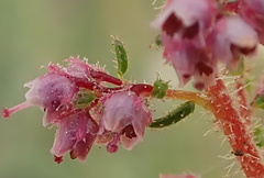 Erica aestiva