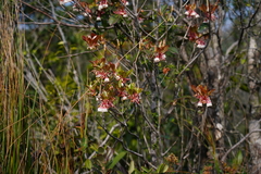 Enkianthus