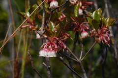 Enkianthus