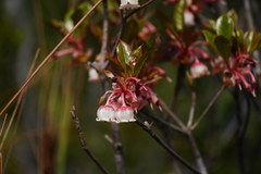 Enkianthus