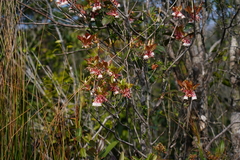 Enkianthus