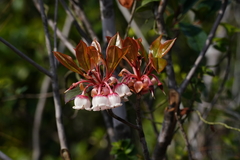 Enkianthus
